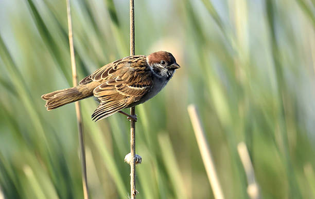 eurasian tree sparrow - sparrows stockfoto's en -beelden