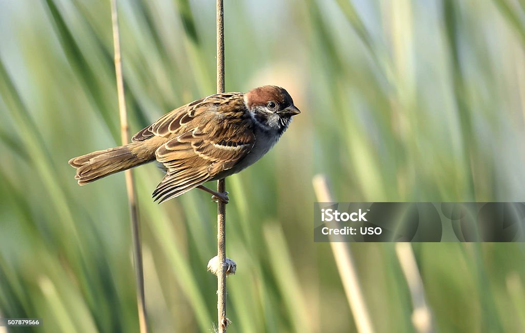 Eurasian tree sparrow The Eurasian tree sparrow (Passer montanus). Sparrow Stock Photo