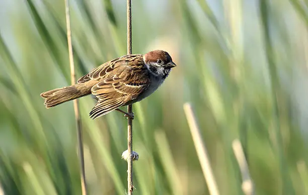The Eurasian tree sparrow (Passer montanus).