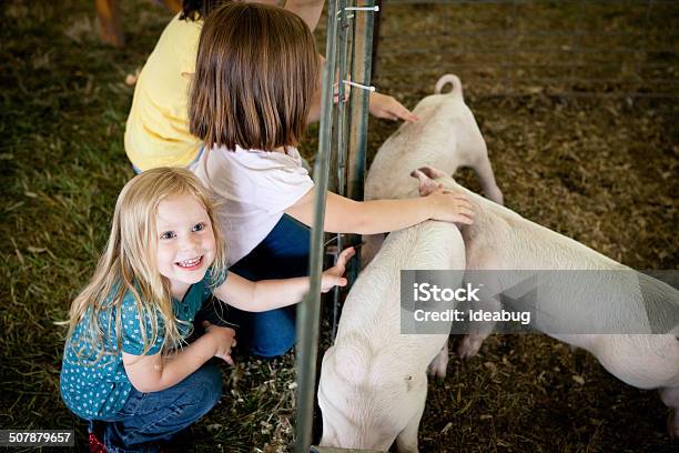 若い女の子のカラー画像のふれあい Piglets のカウンティーフェア - 農業フェアのストックフォトや画像を多数ご用意 - 農業フェア, ブタ, 家族