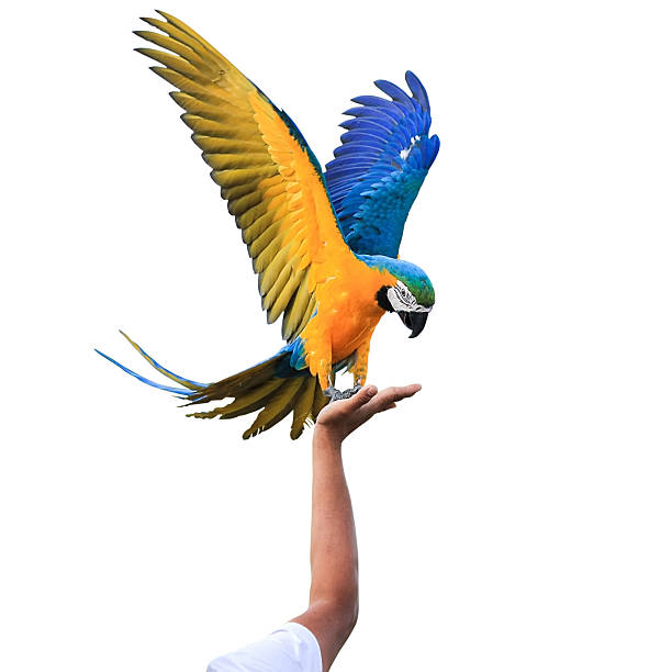 Macaw Parrot isolated on white background with clipping path Macaw Parrot isolated on white background with clipping path richie mccaw stock pictures, royalty-free photos & images