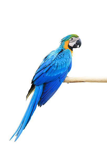 istock Macaw Parrot isolated on white background with clipping path 507880008