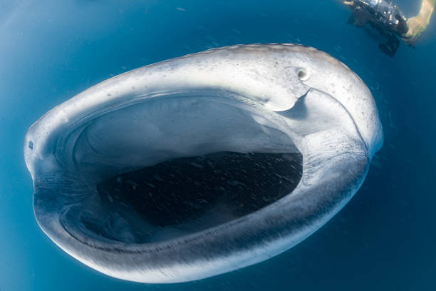 istock Whale Shark and diver underwater 507880030