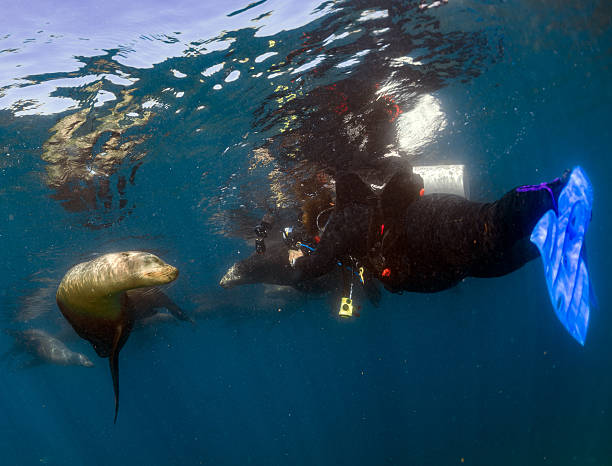 istock sea lion meets a photographer 507880216