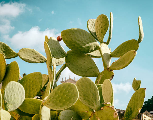 сицилийские опунция - prickly pear fruit стоковые фото и изображения