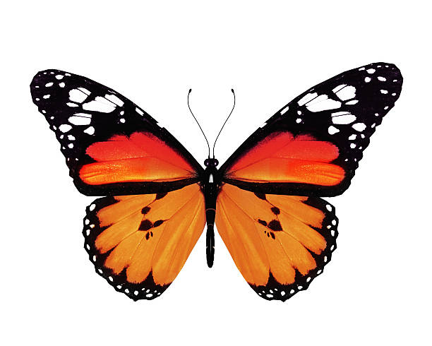 istock Orange butterfly, isolated on white background 507880499