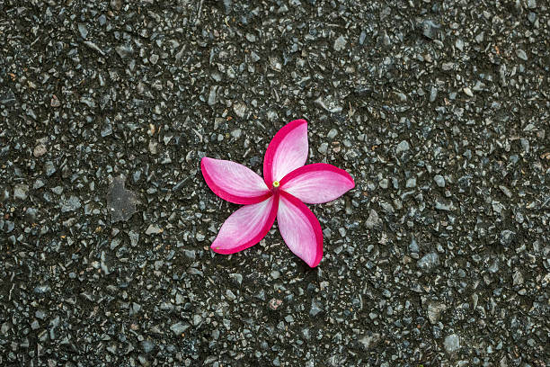 istock plumaria fall on the floor 507880508
