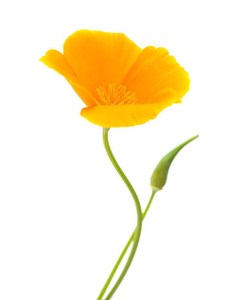 Californian poppy, Eschscholzia Californica Californian poppy, Eschscholzia Californica, isolated on white single flower stock pictures, royalty-free photos & images