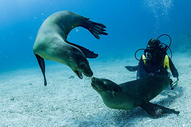Puppy sea lion underwater looking at you stock photo