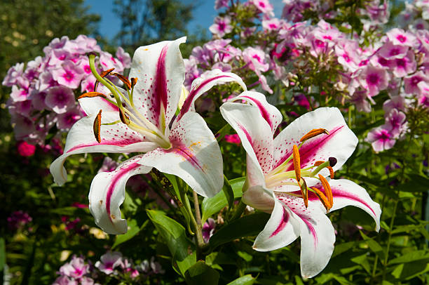 istock pink lily flowers blooming on the garden 507881403