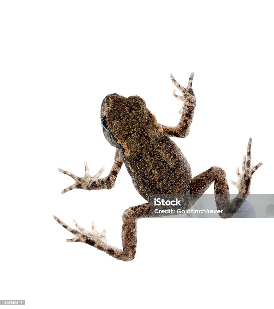 Baby toad, bufo, isolated on white background Very small. Amphibian Stock Photo