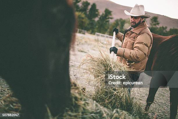 Ganadero Grandes Palas Que Hay De Alimentar A Los Caballos En La Western Pasture Foto de stock y más banco de imágenes de Rancho