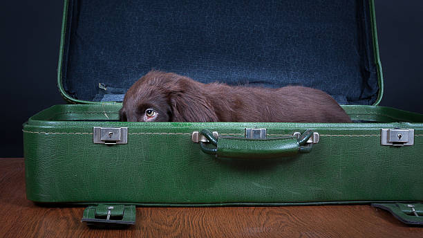 istock Puppy goes on holiday 507882099