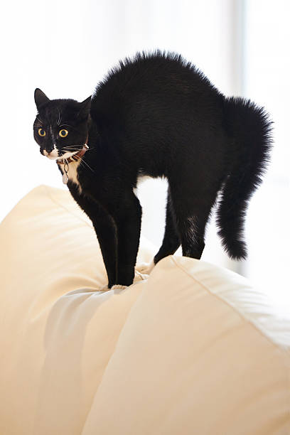 istock I wouldn't try to pet the cat just yet 507882607