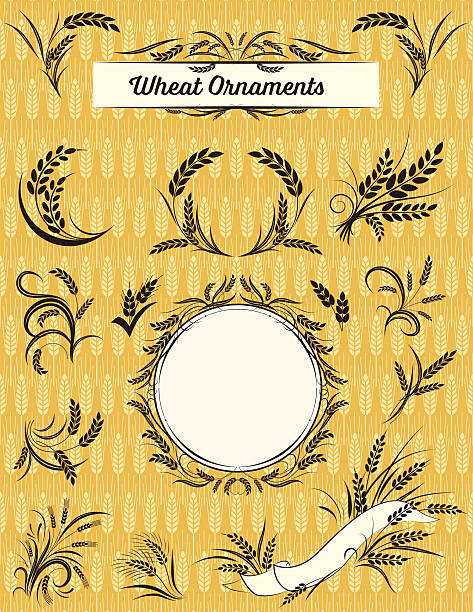 세트마다 밀, 보리, 호밀 수확하다 장식품 및 배너 - wheat whole wheat cereal plant rye stock illustrations