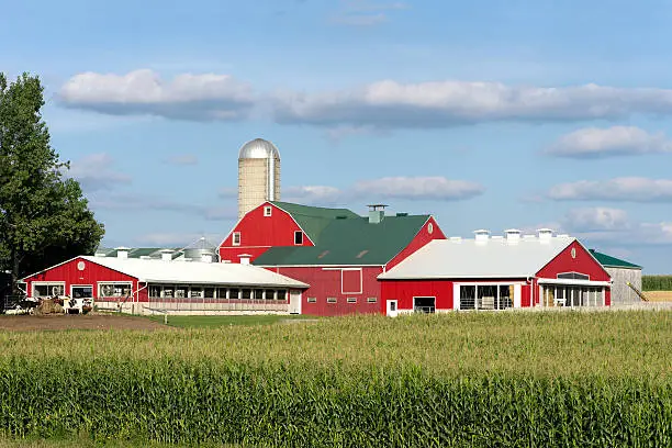 Photo of Red Dairy Barns by Corn Field