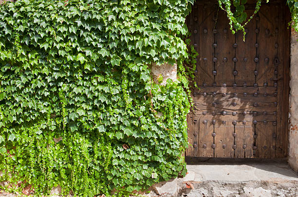istock Wooden door and ivy 507895477