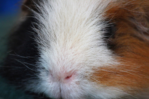 Photo showing a tame tortoiseshell (ginger, white and black) Peruvian guinea pig.  The type of cavy has long hair, which needs to be regularly cut and brushed, to prevent tangling / tangles.  This guinea pig seems to enjoy having his hair brushed, particularly as it gets treats, such as some tasty, freshly cut grass as pictured on the towel.
