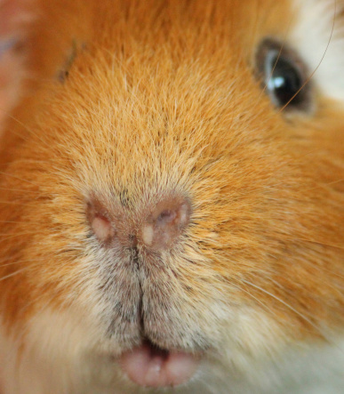 Photo showing the face and head of a tame orange / ginger and white guinea pig.  This variety of guinea pig / cavy has short hair with no rosettes and is ideal as a pet, since its hair stays neat, without tangling, and requires minimal brushing.