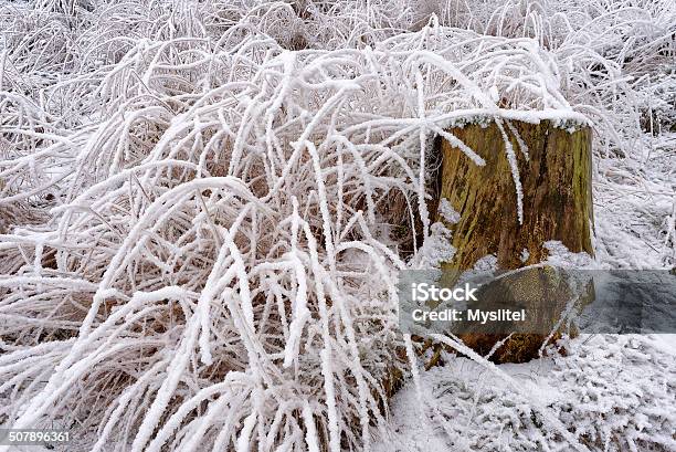 Hoarfrost Auf Gras Stockfoto und mehr Bilder von Baumstumpf - Baumstumpf, Eingefroren, Eis