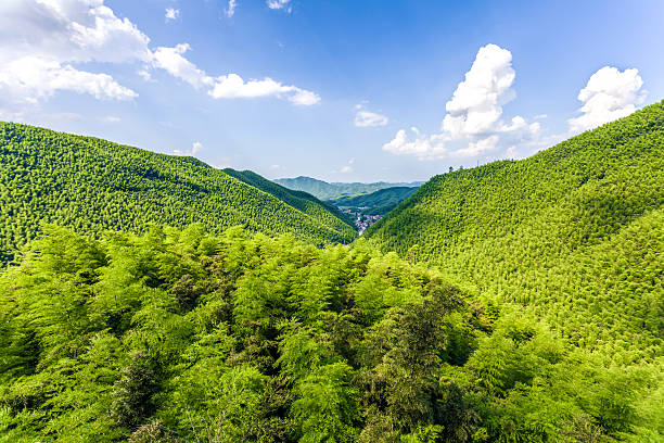 istock bamboo forest in south china 507896639