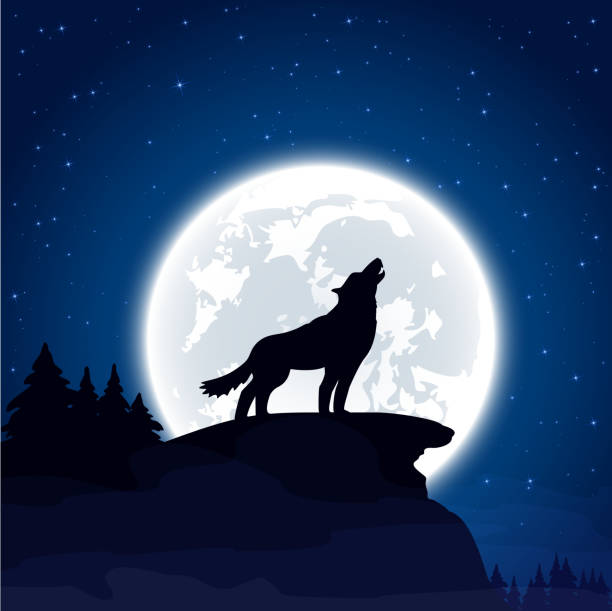 Wolf on Moon background Halloween night background with wolf and Moon, illustration. moon silhouettes stock illustrations