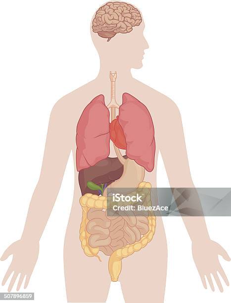 Human Body Anatomy Brain Lungs Heart Liver Intestines Stock Illustration - Download Image Now