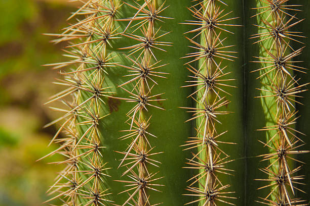istock Cactus Death Valley National Park, California 507896869