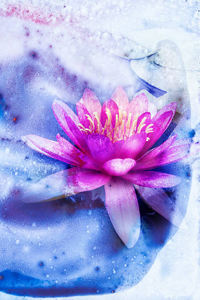 fleur aquarelle illustration. - lotus single flower lily water lily photos et images de collection