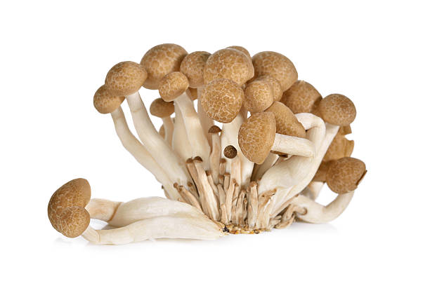 istock shimeji mushroom, brown beech mushroom on white background 507897058