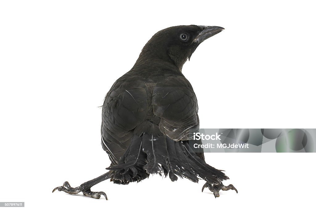 Wspólne Grackle - Zbiór zdjęć royalty-free (Biały)