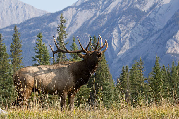 Bull elk bugling Bull elk bugling in Canadian Rockies bugling photos stock pictures, royalty-free photos & images