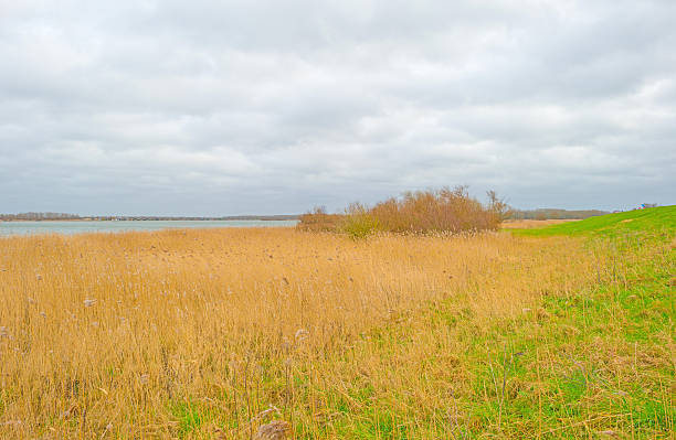 istock Shore of a lake below a cloudy sky in winter 507897974