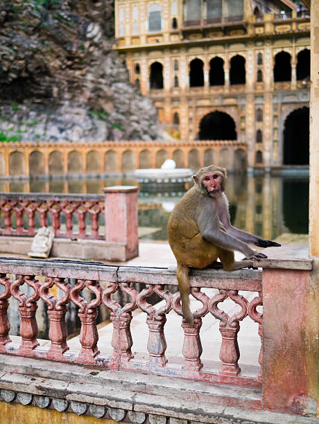 istock Monkey Temple near Jaipur, India 507898239