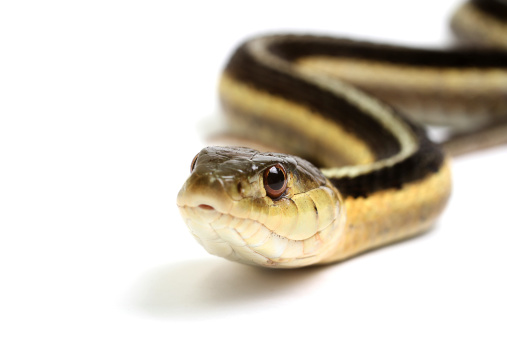 Detail head shot Boa Constrictor aka Boa Constrictor Imperator snake. Isolated on white background. Tongue out.