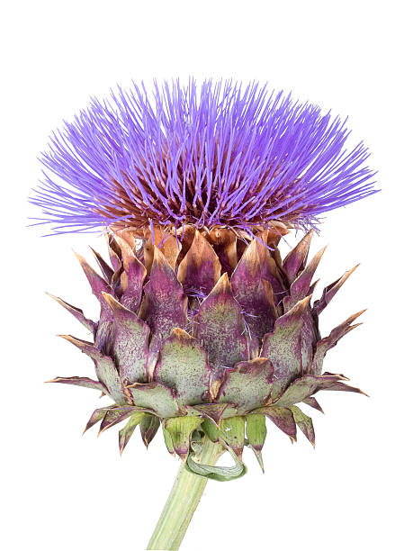 Cardoon , Cynara cardunculus, isolated on white.