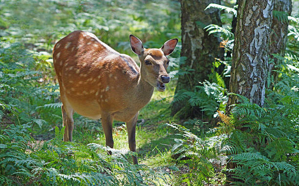 istock European fallow deer in wood 507899831