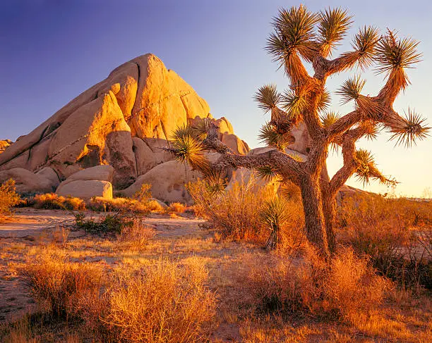 Dawns first light warms the rock outcroppings of Joshua Tree National Park, CA