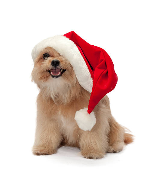 istock Cute Dog in Christmas Hat 507900383