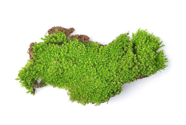istock Green moss isolated on white bakground 507900751