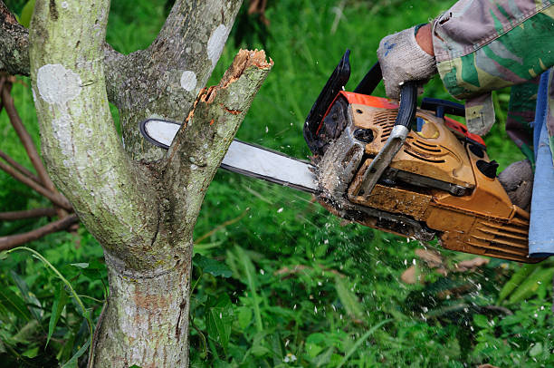 istock The saw cutting the wood 507901025