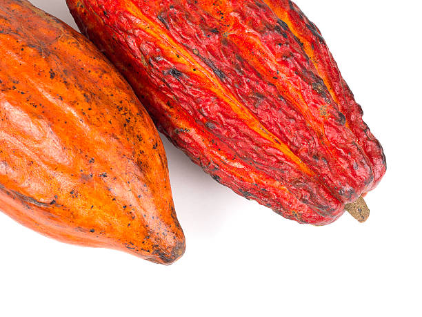 плод какао-foodstuff - cocoa cocoa bean chocolate brazil стоковые фото и изображения