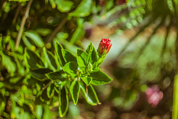 Beautiful flower in turkish garden