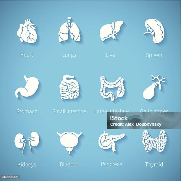 Set Vektorsymbol Des Menschlichen Inneren Organe In Flachen Stil Stock Vektor Art und mehr Bilder von Icon