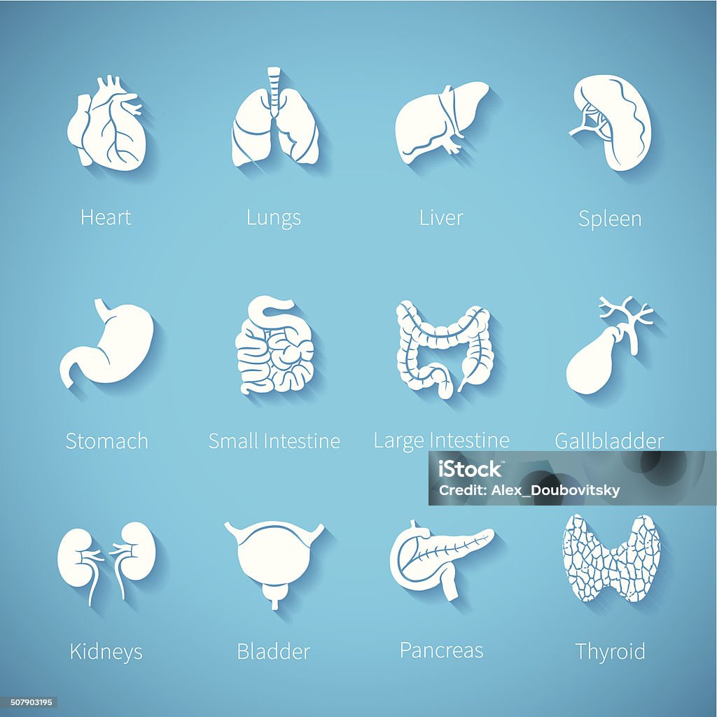 Vector icon set of human internal organs in flat style Vector icon set of human internal organs like heart spleen lungs stomach thyroid intestine bladder gallbladder pancreas kidneys and liver in flat style Icon Symbol stock vector