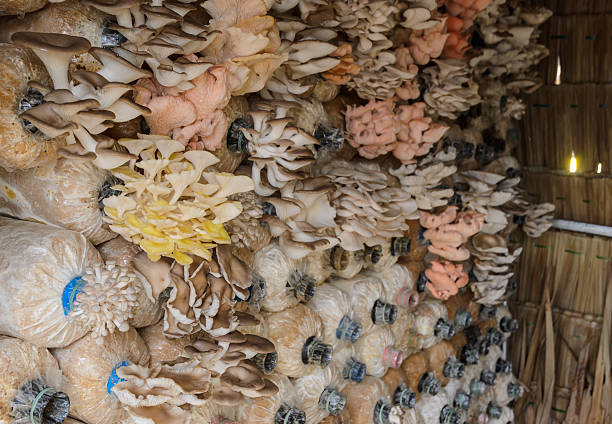 istock Oyster mushroom cultivation 507903548