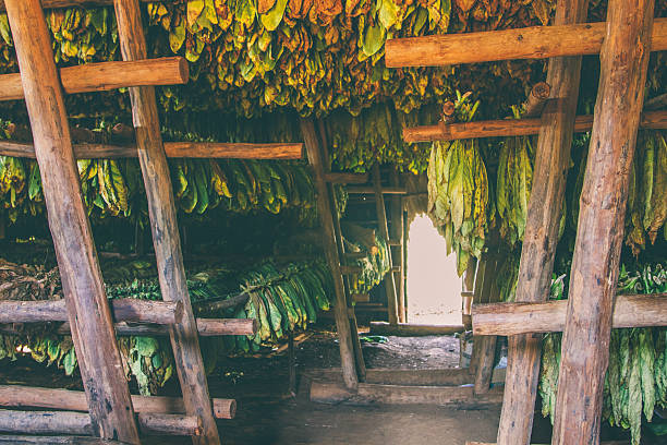 Tobacco leaves drying in a barn