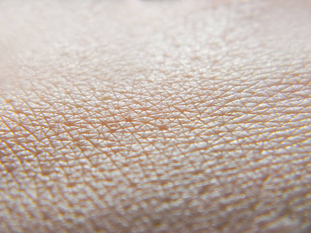 Human skin macro photo Human skin macro photo complexion photos stock pictures, royalty-free photos & images