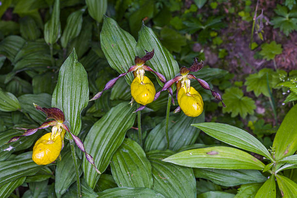 istock Cypripedium calceolus (family: Orchidaceae). Aosta Valley, Italy 507909402