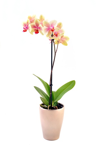 Orange, yellow and pink stripy phalaenopsis orchid in  pot, isolated on white.